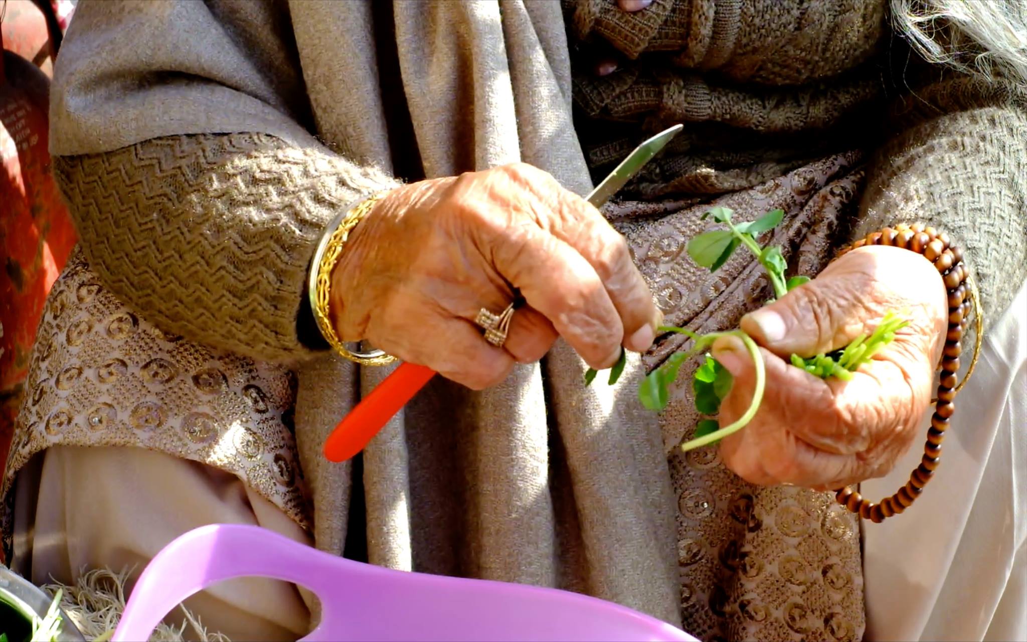 Hands of an old woman dressed warmly, prepping vivid green coriander with a red-handled knife next into a lavender plastic bowl. She is wearing golden and wooden jewellery.