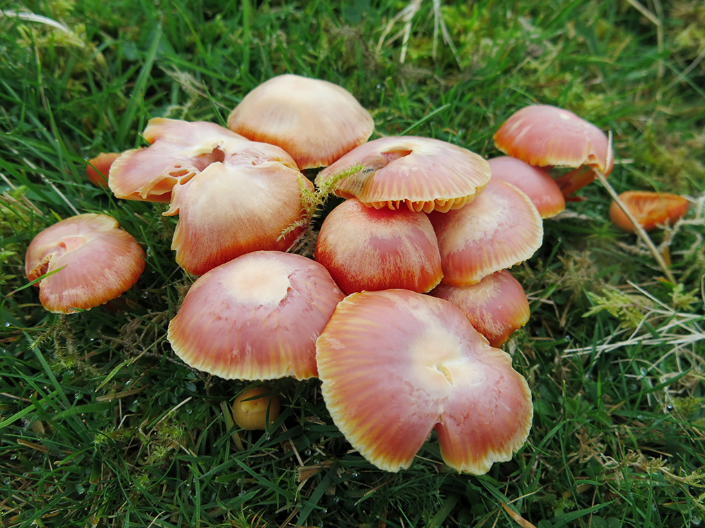 Photograph of a cluster of luminous, salmon-coloured mushroom with yellow rims/ The mushroom structure resembles jellyfish. On a grassy background.