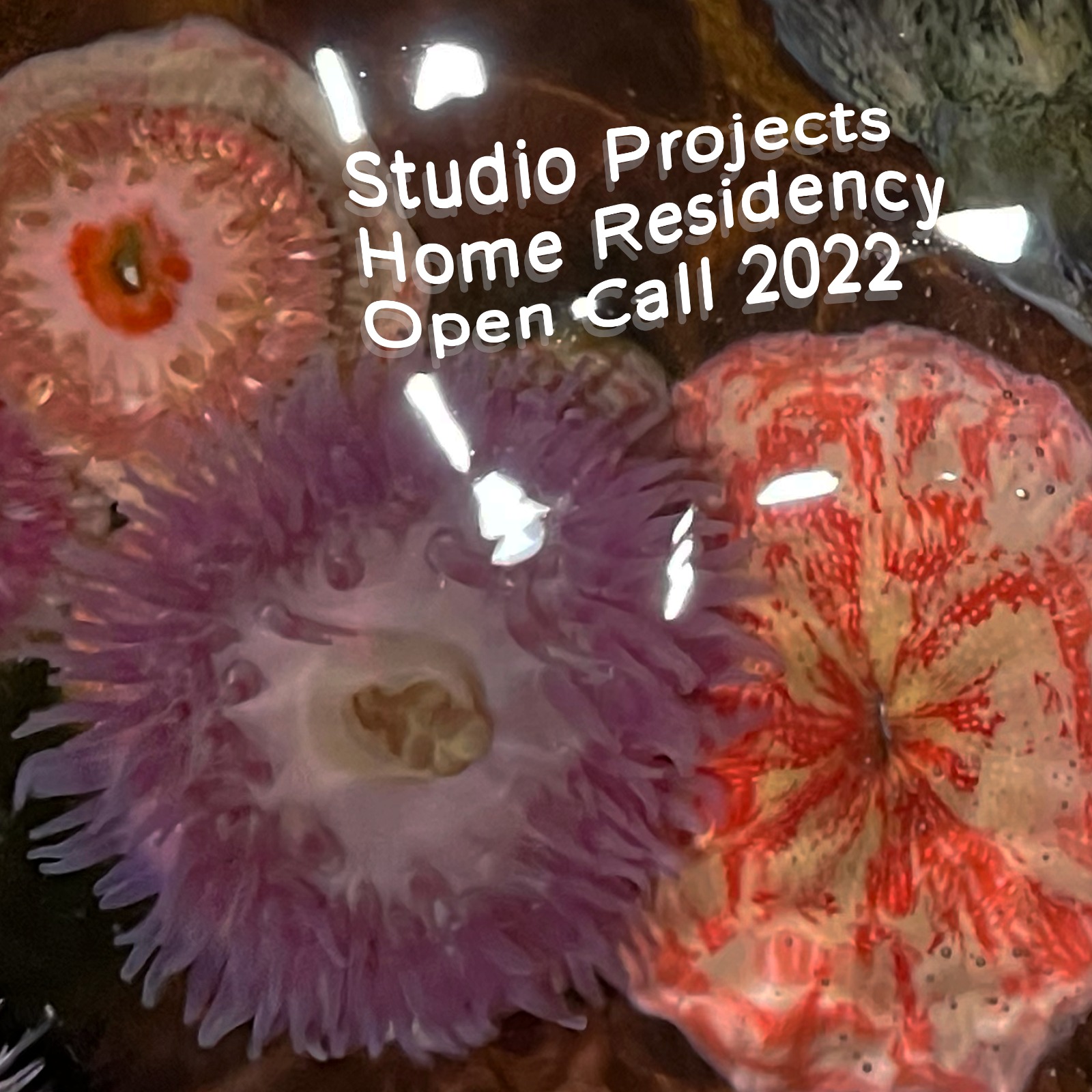 a few red tones sea anemone with text Studio Projects Home Residency Open Call 2022