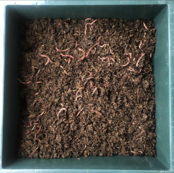 A colour image of a square shaped container filled with soil and worms seen from above.