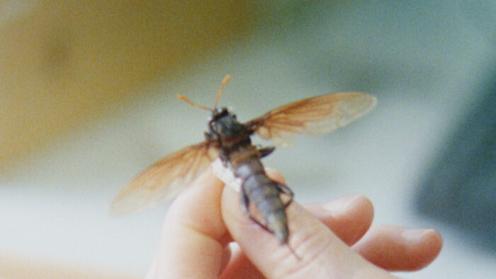 A granny analogue image of a hand holding an insect. 