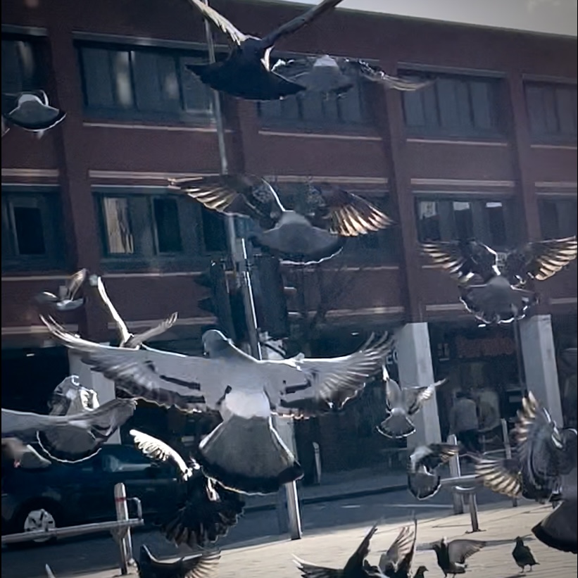 in the background there is a road with traffic lights and a black car driving by, behind this there is red brick building. In the foreground, a flurry of about 15 pigeons is suspended in mid air, some have their wings fully extended, others less so. It is a low resolution photo so the image is slightly blurry.