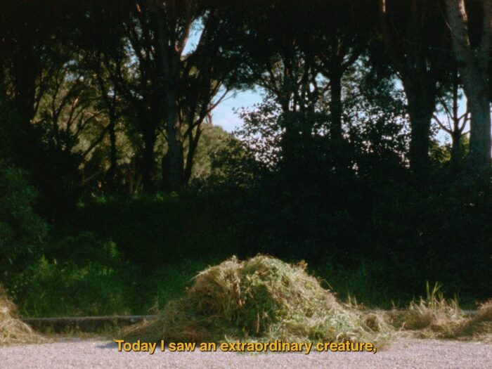 A colour image of a mount of grass in the sun with yellow subtitles reading 'Today I saw an extraordinary creature'