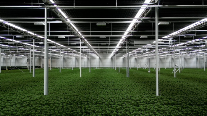 Rows of green plants stretch across a vast industrial greenhouse beneath grids of bright overhead lights.